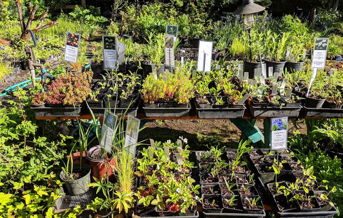 A selection of plants in trays in a garden.