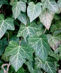 Ivy (Hedera species) - Tualatin SWCD