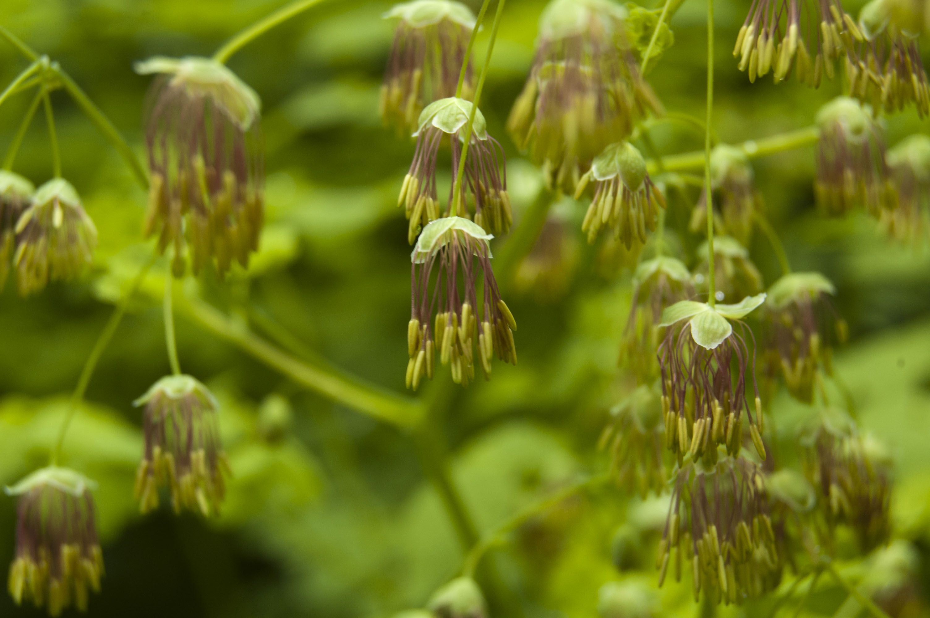 A close up of a plant with green flowers.