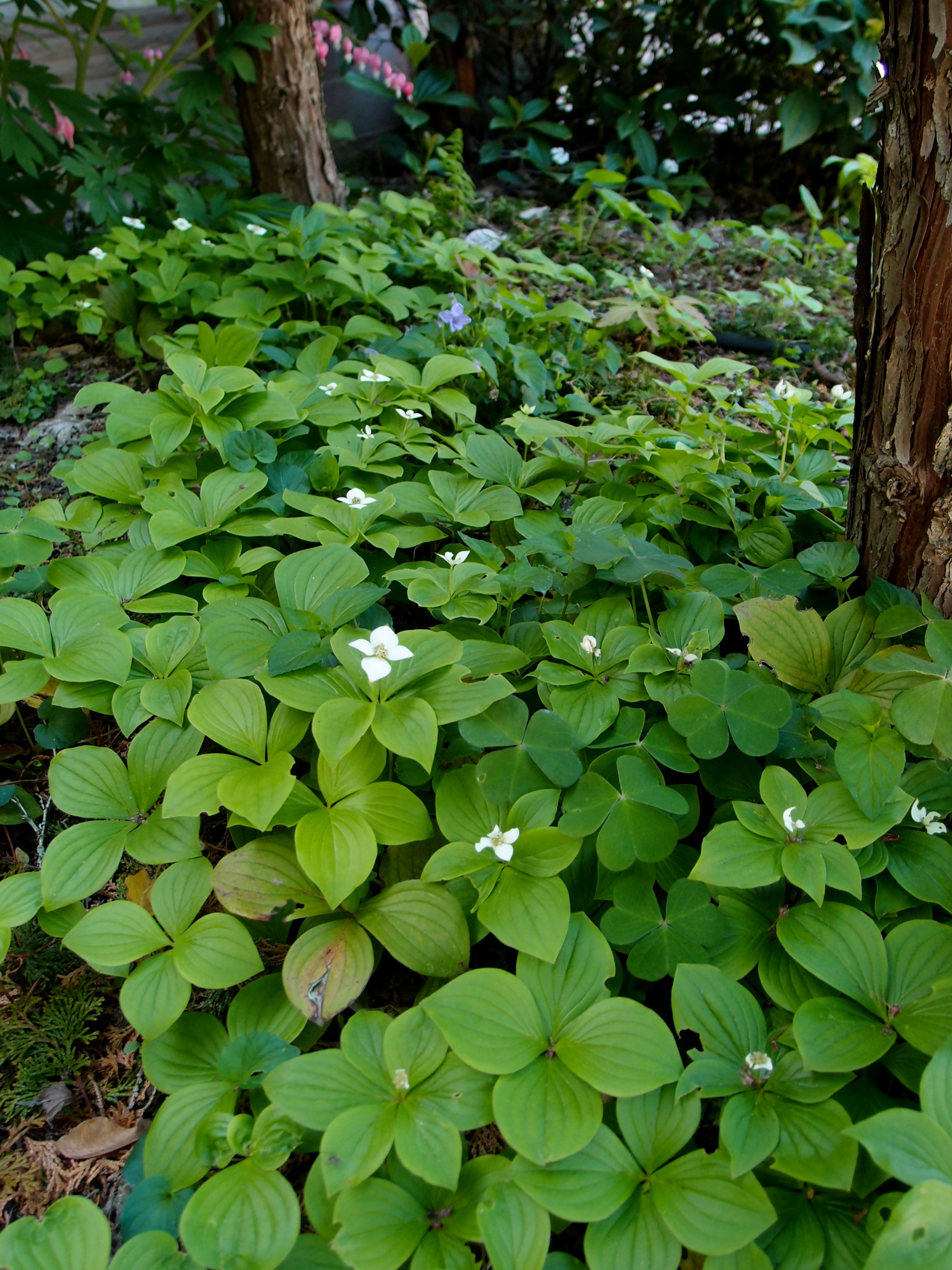 A group of green plants with white flowers in the ground.