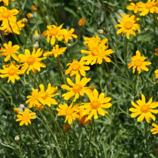 Yellow flowers on green background.