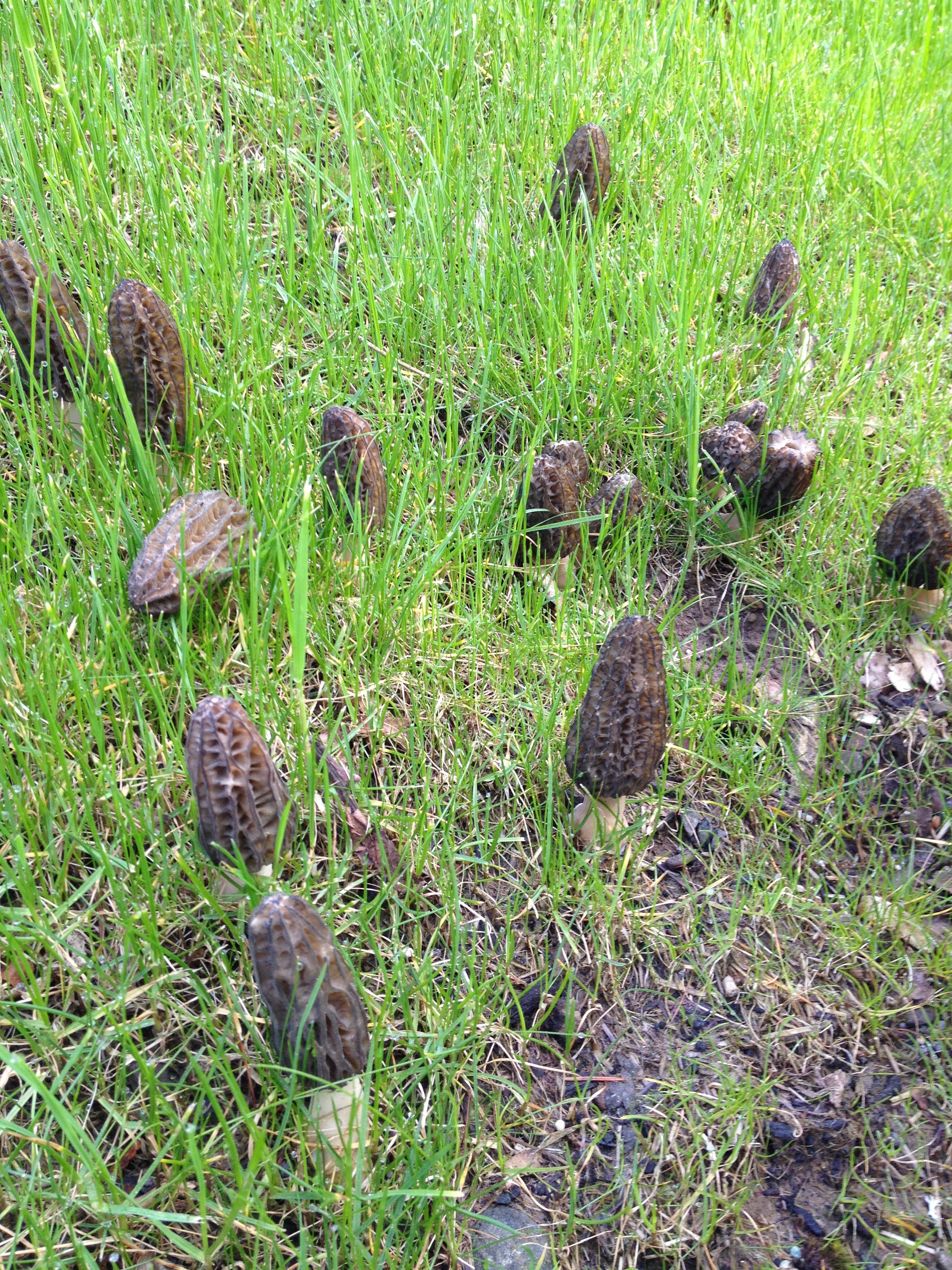 A group of mushrooms in the grass.