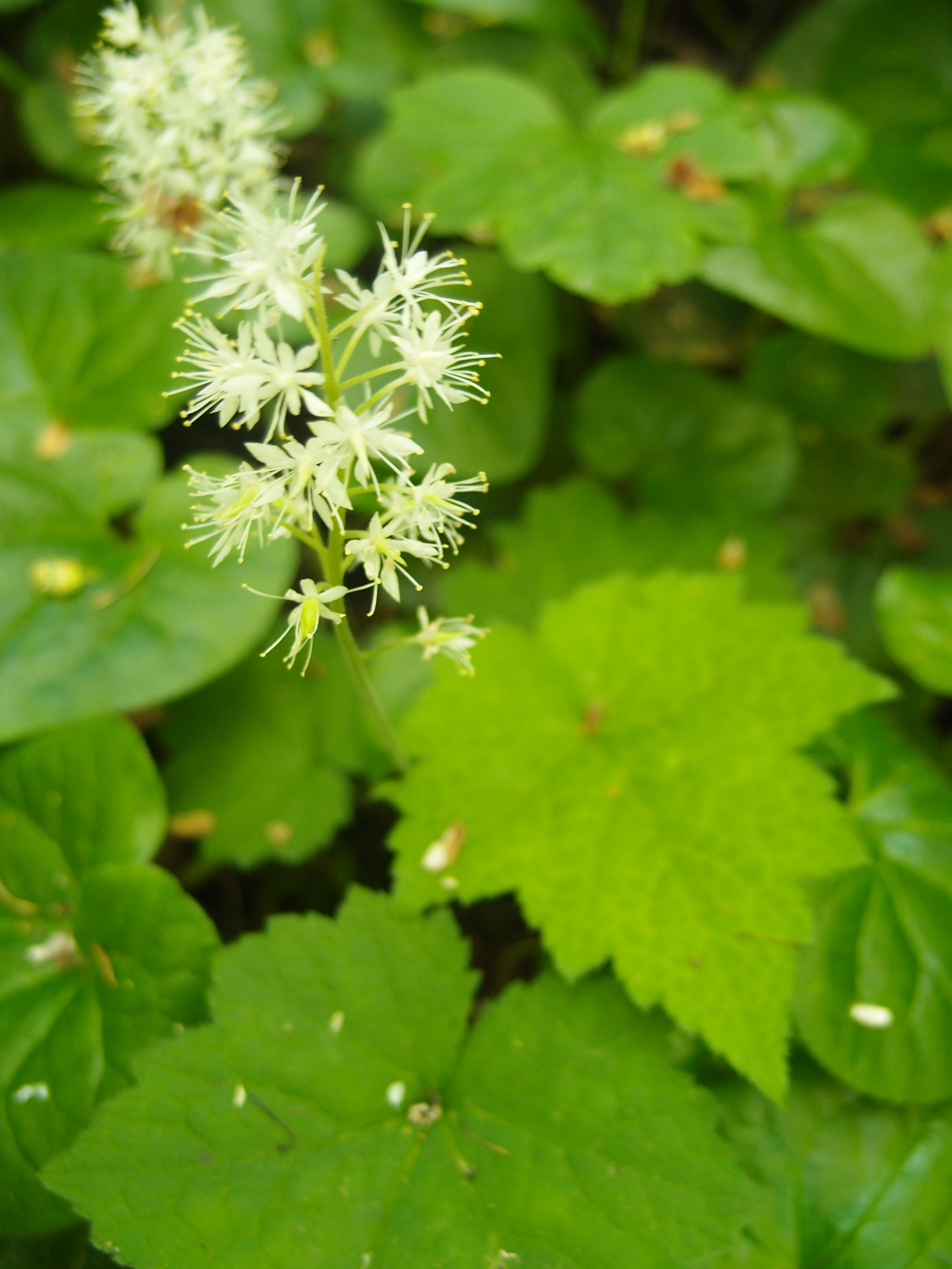 A white flower with green leaves in the woods.