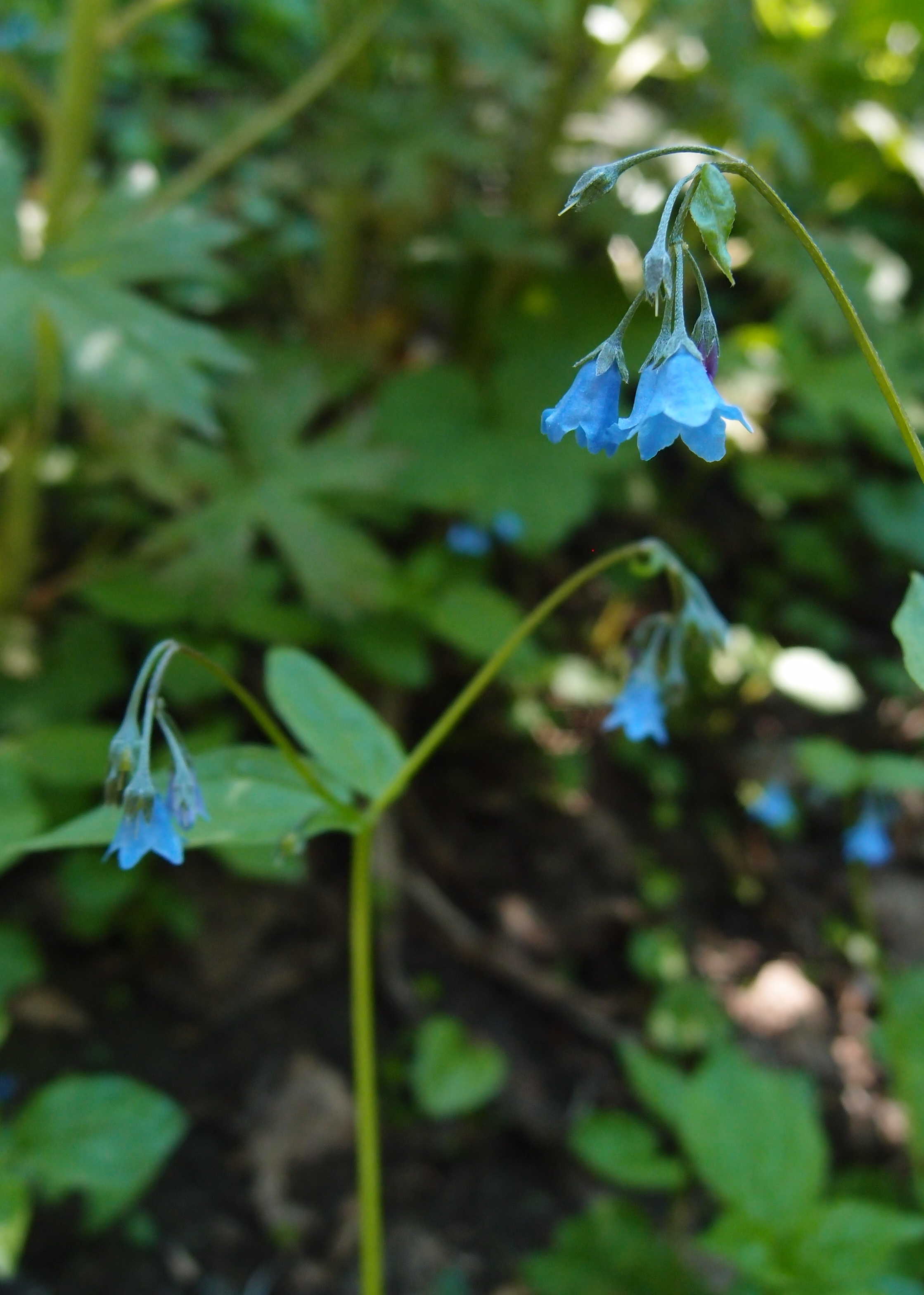 A small group of blue flowers in the woods.