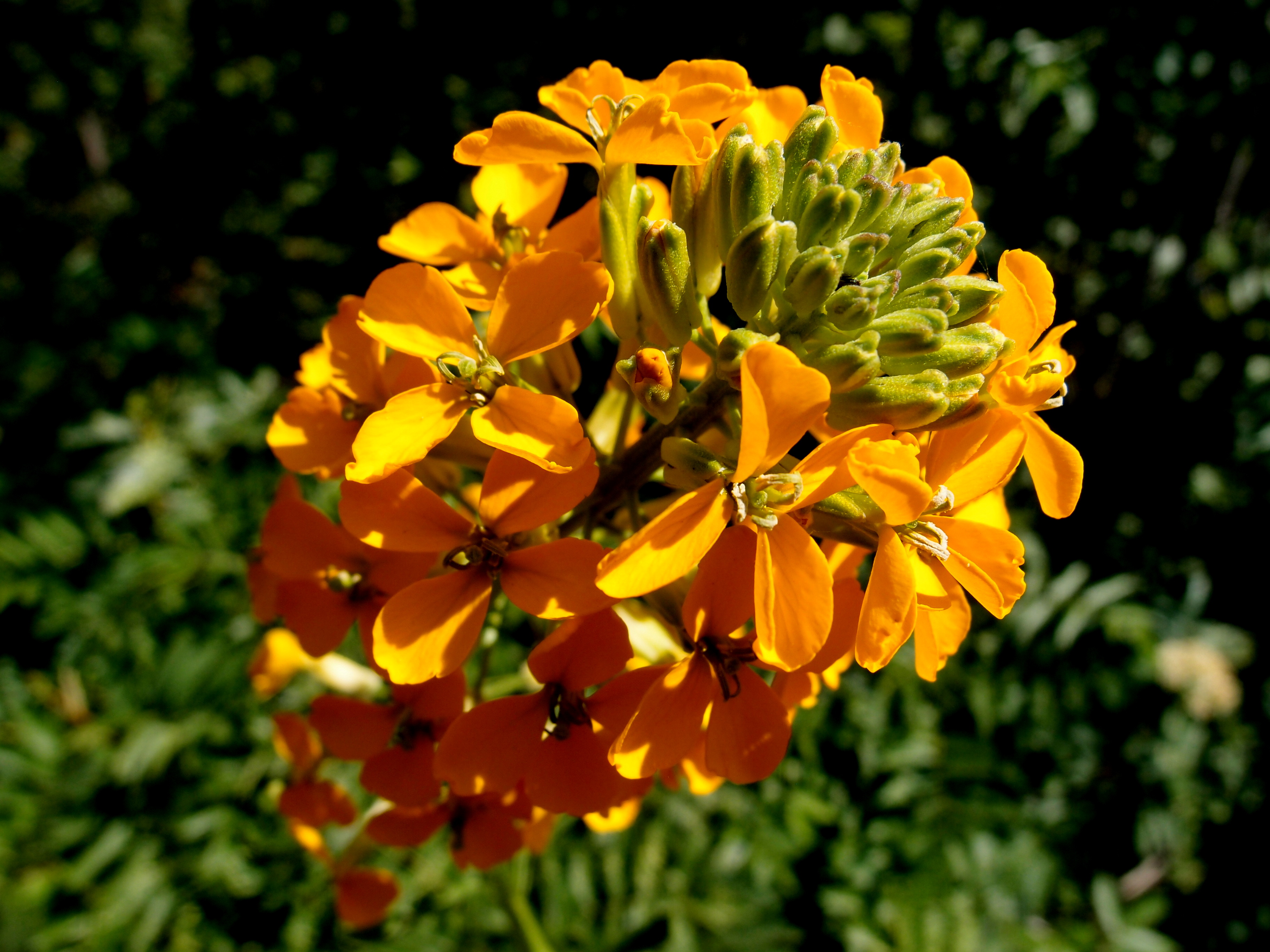 A bunch of orange flowers on a stem.
