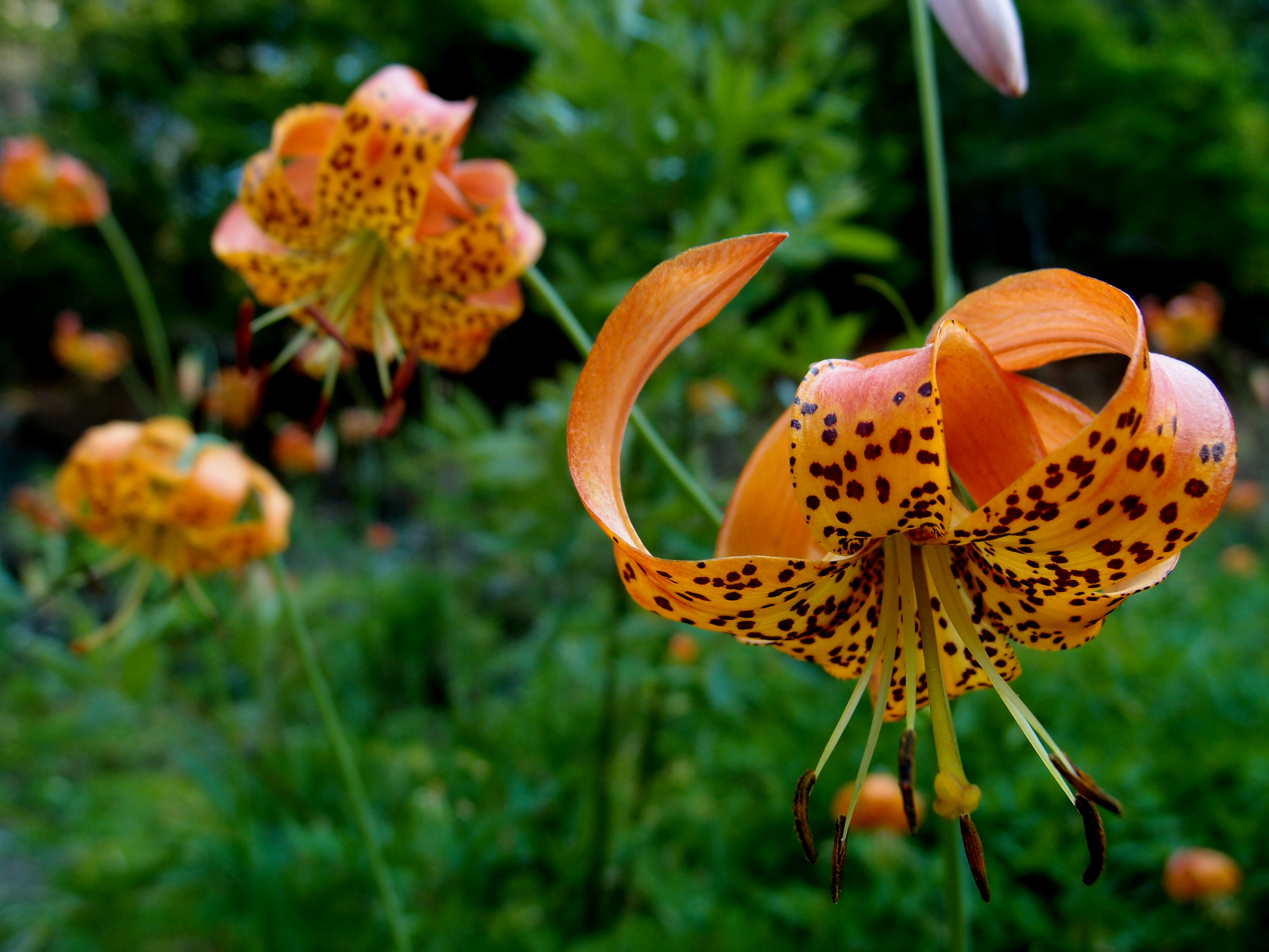 A group of orange lilies in a garden.