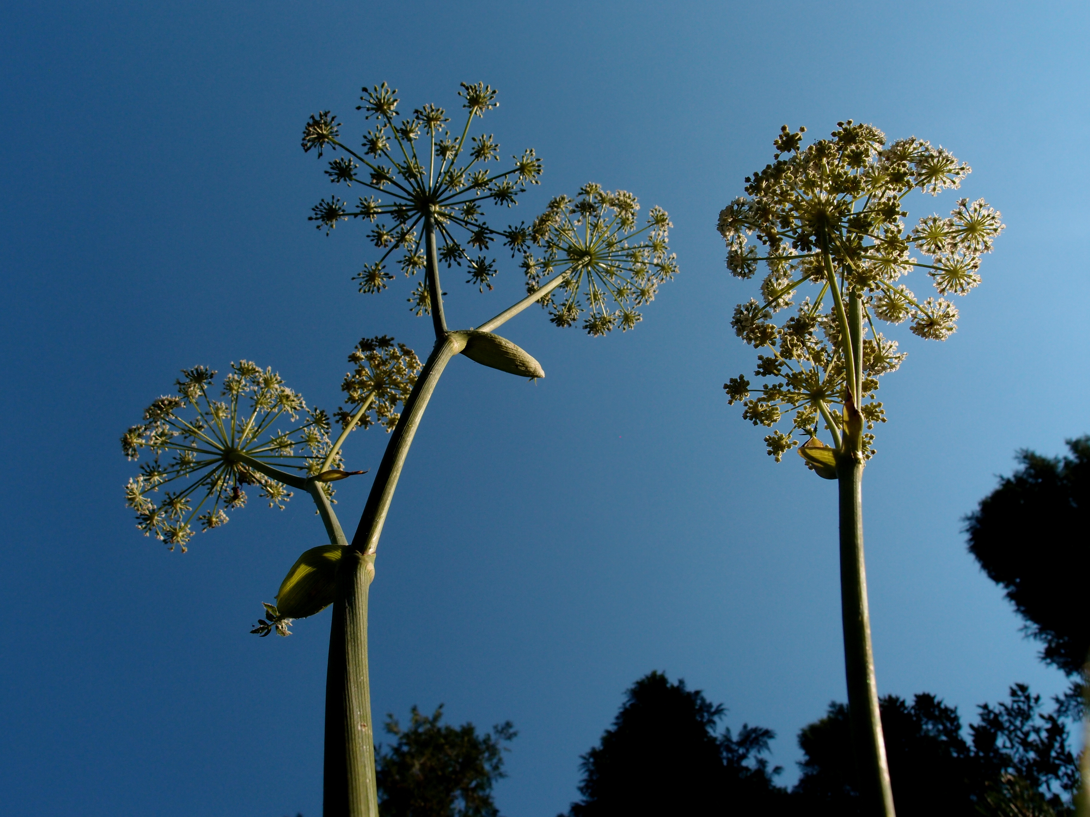 Three plants with white flowers against a blue sky.