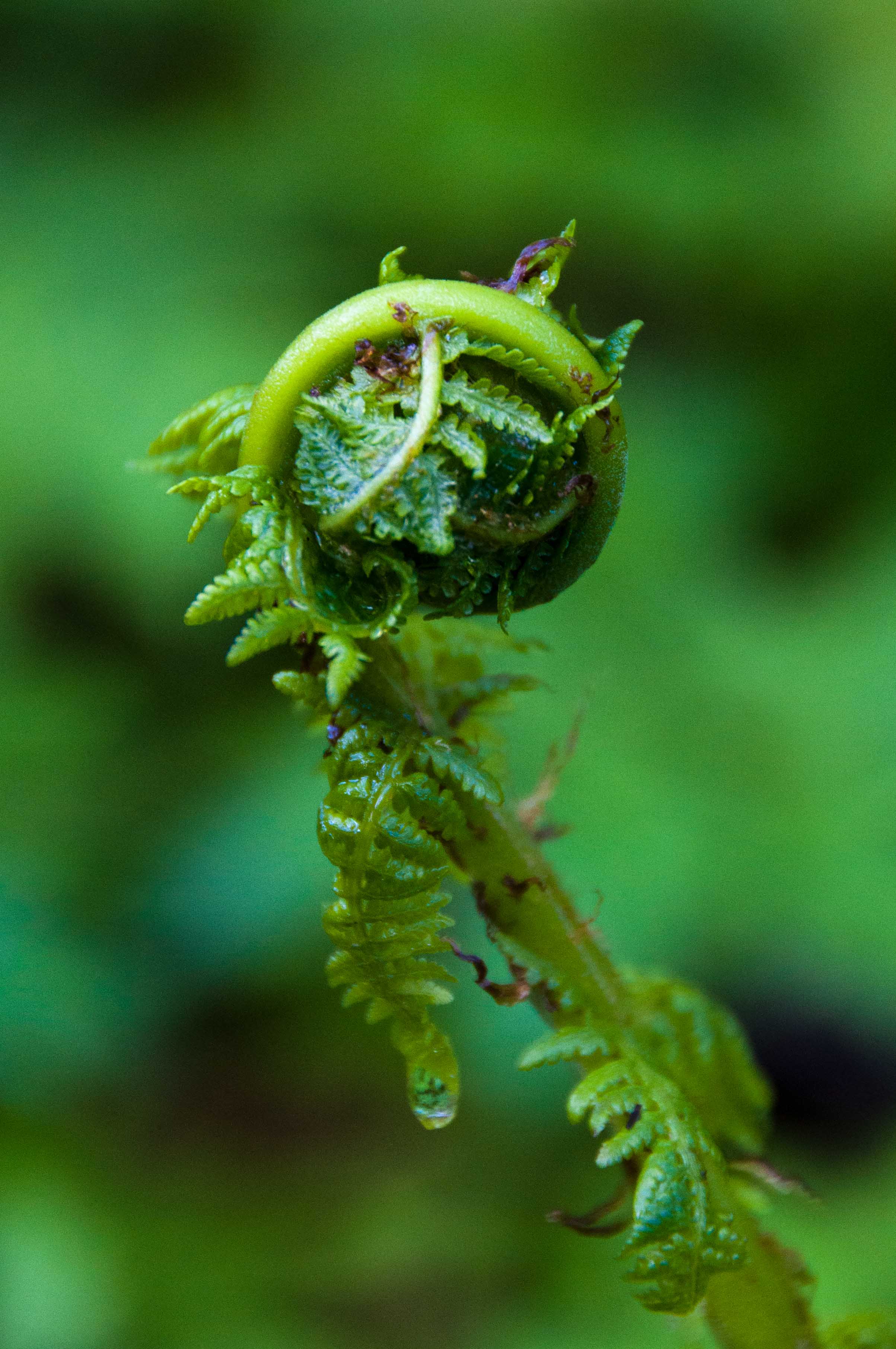 A close up of a green fern plant.