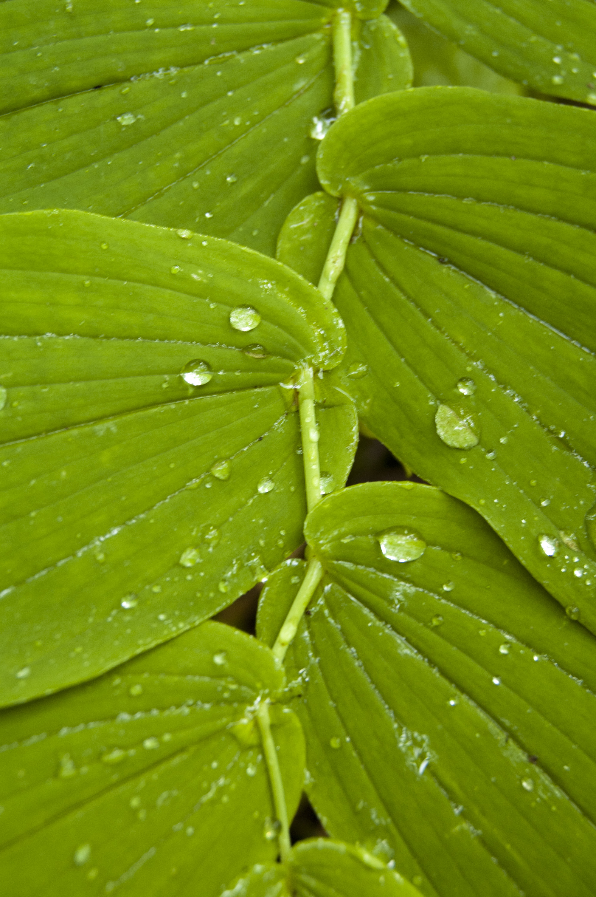 A close up of a green leaf with water droplets on it.