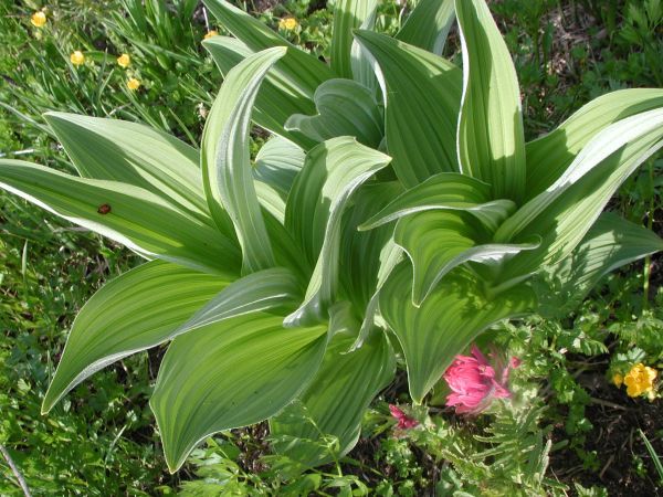 A plant with green leaves and flowers in the grass.