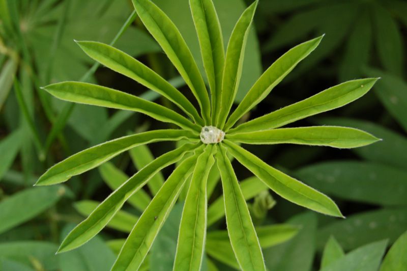 A close up of a green plant with a white center.