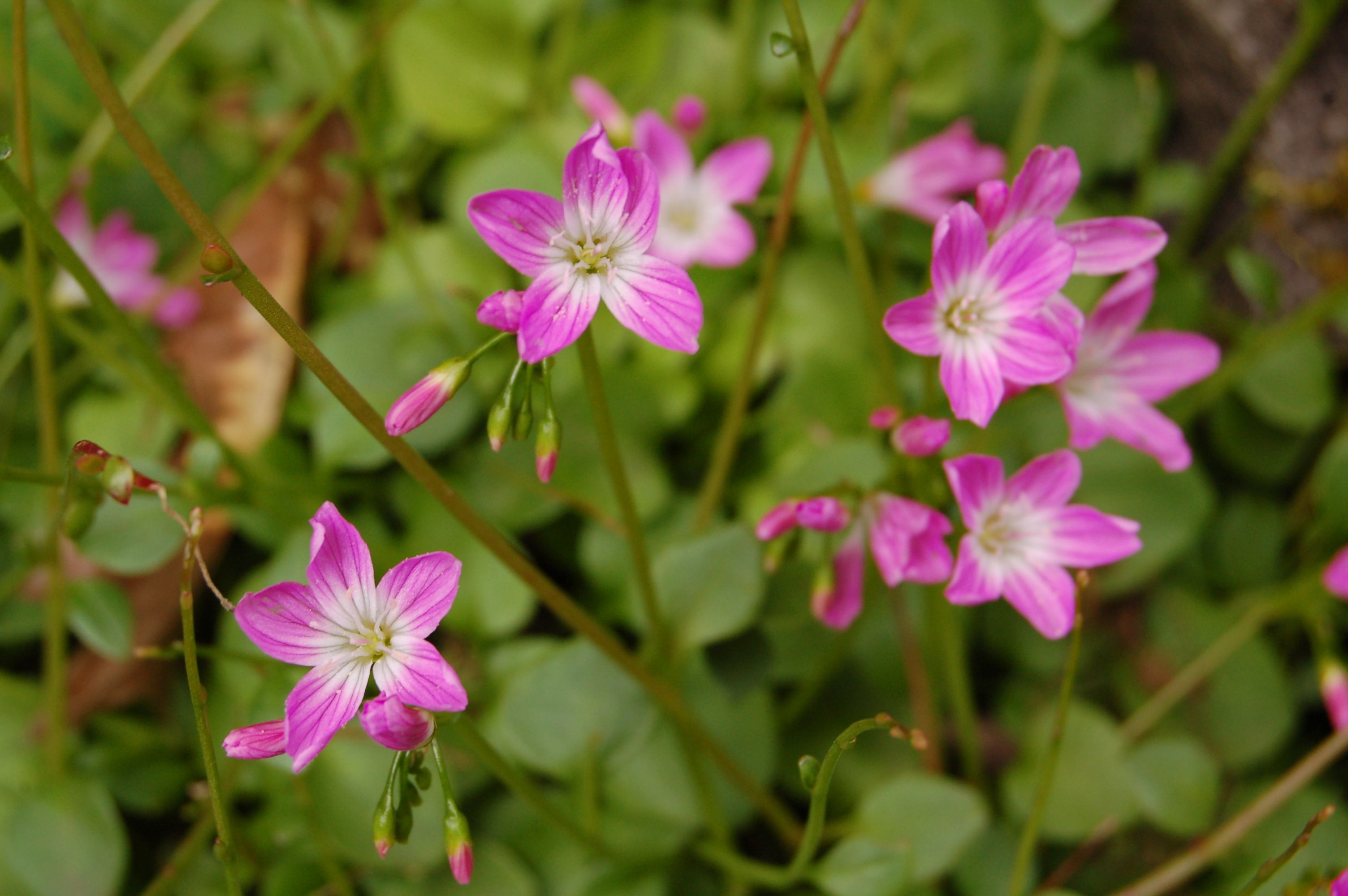 Small pink flowers with green leaves growing in the ground.