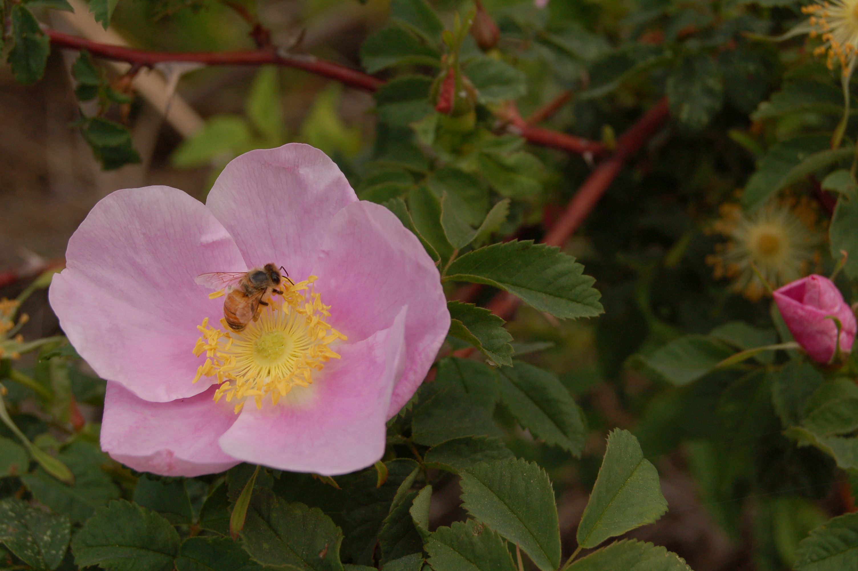 A bee sits on a pink flower.