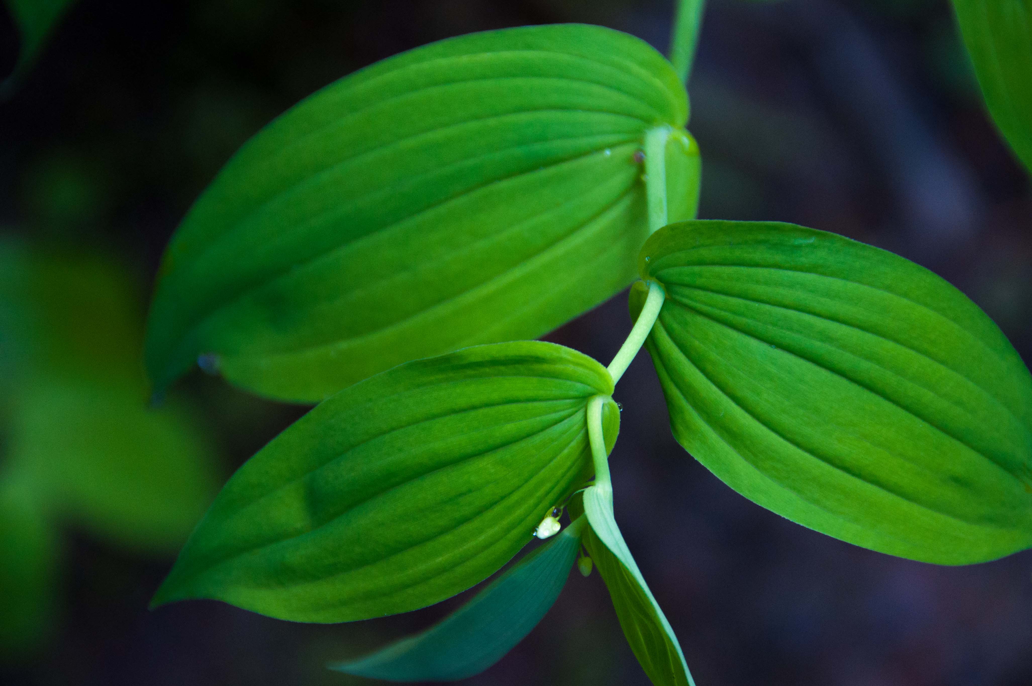 A close up of green leaves on a plant.