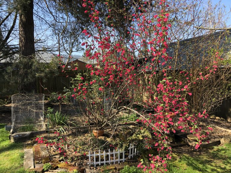 A red flowering tree in a yard.