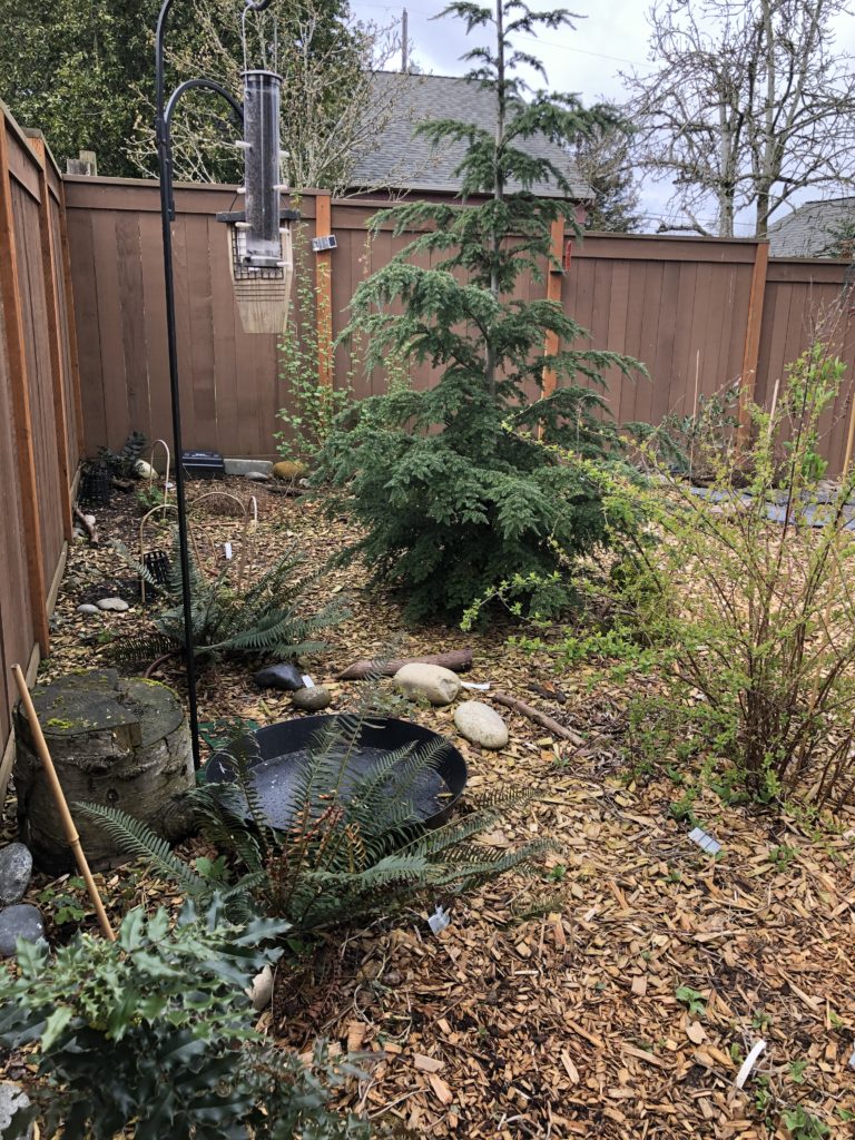 A small backyard with a tree and a birdbath.