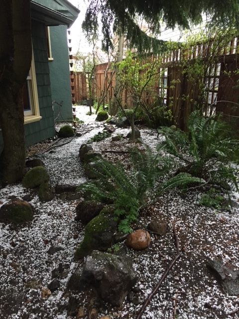 Backyard after spring hail storm: we keep it simple for the dogs with large rocks, sticks,  mulch, sheltered by old W. hemlock, D. spirea along fence, lots of big sword ferns, some oxalis and bleeding heart along perimeter. Rain chain directs water away from the house into rocky pool.