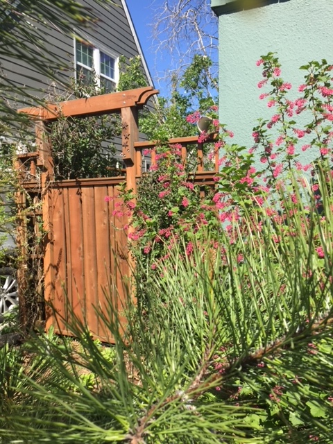 SW gate in spring with RF currant blooming, Evergreen honeysuckle on the gate, looking through young Ponderosa pine