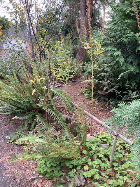 N side young cedar creating more and more shade -tapped into diverted downspout, "creekbed" feature, underplanted with bleeding heart, sword ferns, asters, oxalis