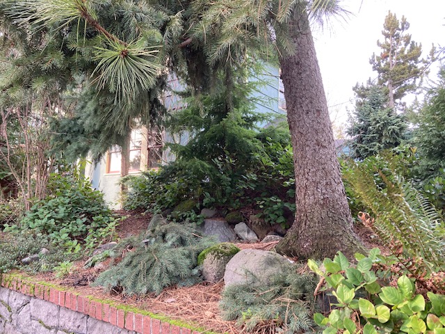 The other side view of the spruce bough hanging over the path -note conifer trimmings left to decay. Salal, kinnikinnick, OR sedum (and bleeding heart dormant) along the wall.