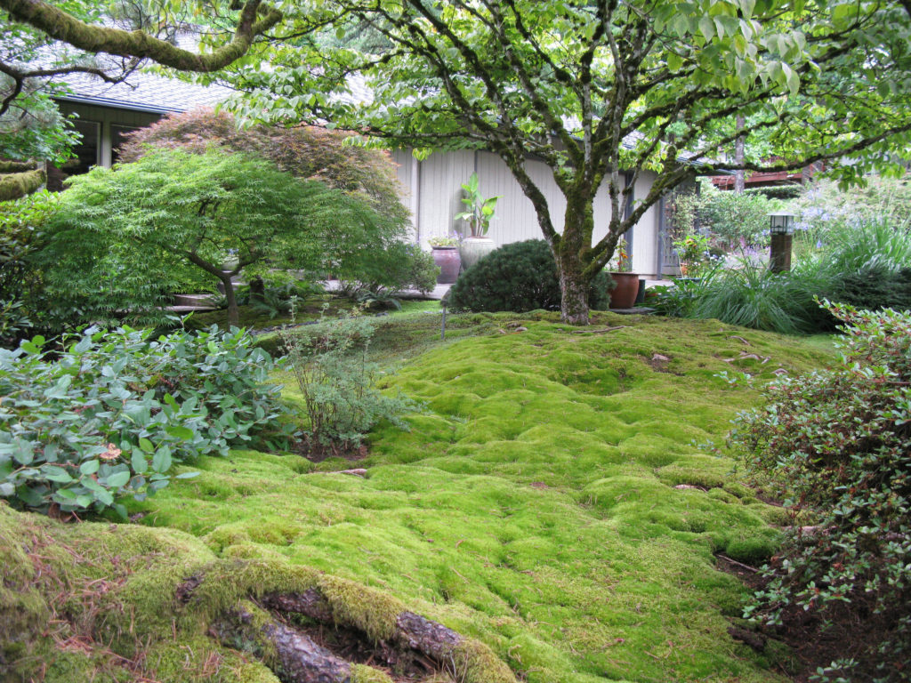 Photo of a moss garden.