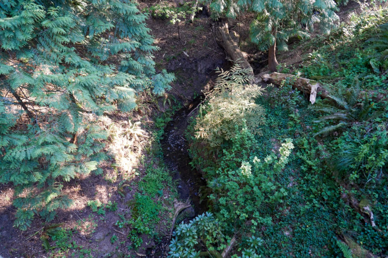 An aerial view of a stream in a forest.