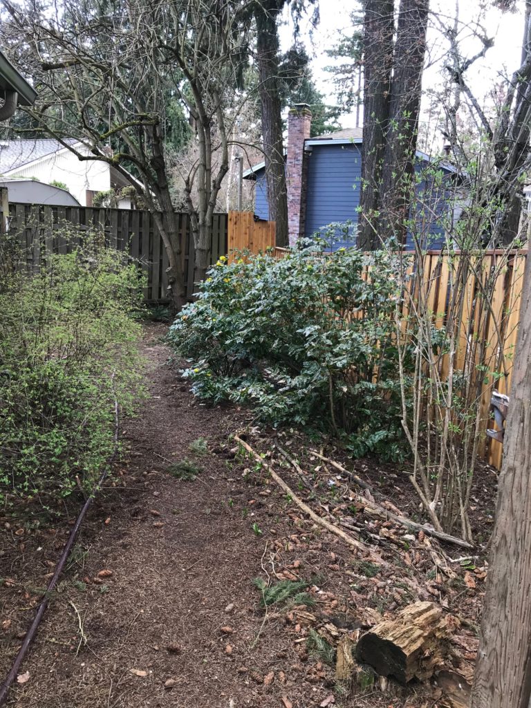 A small backyard with trees and bushes.