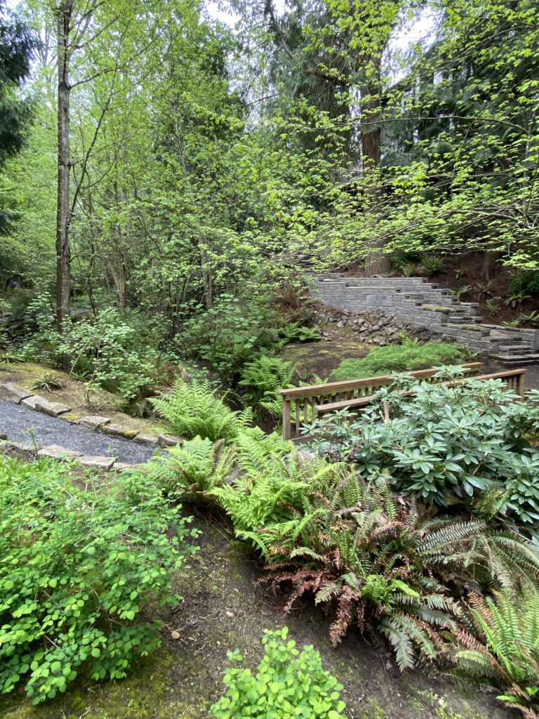 A garden with a stone path and ferns.
