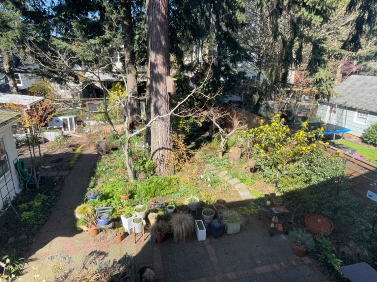 An aerial view of a backyard with trees and potted plants.