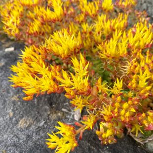 Yellow flowers with pointy petals in front of a rocky background.