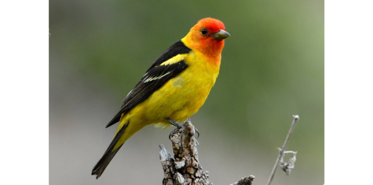 A yellow and black bird sits on top of a branch.