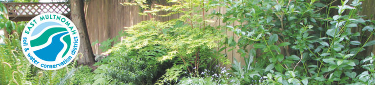 An image of a garden with plants and bushes.