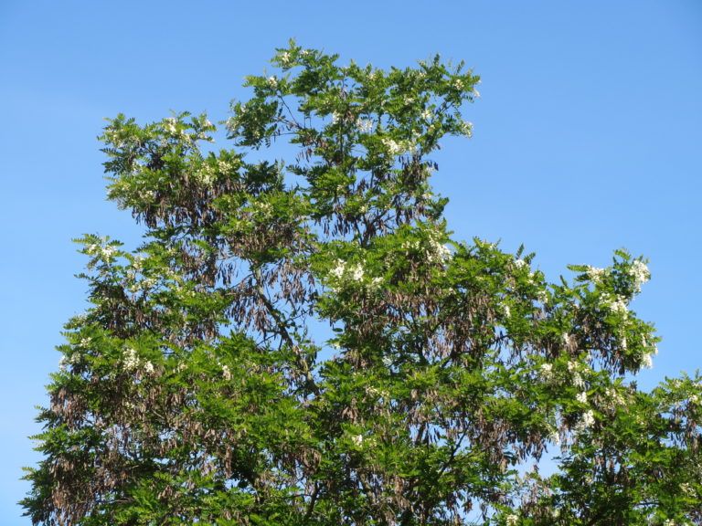 A tree with green leaves and white flowers.