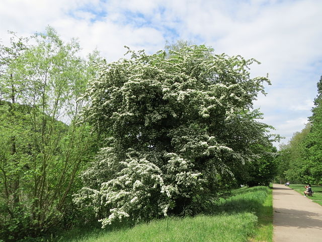A white flowering tree on the side of a path.