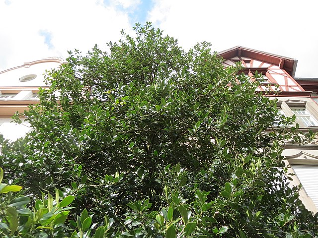 A tree with green leaves in front of a building.