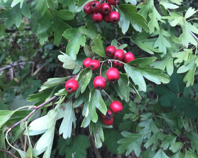 Red berries on a branch with green leaves.