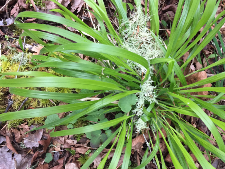 A plant with green leaves and moss in the woods.