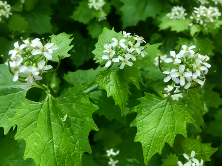A plant with white flowers and green leaves.