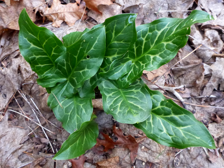 A plant with green leaves in the woods.
