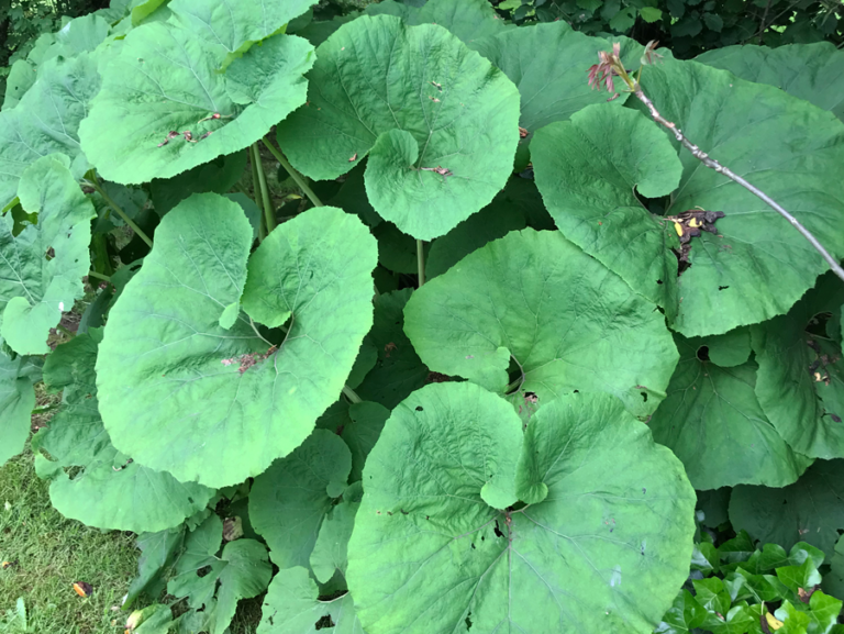 A large plant with large leaves in a garden.