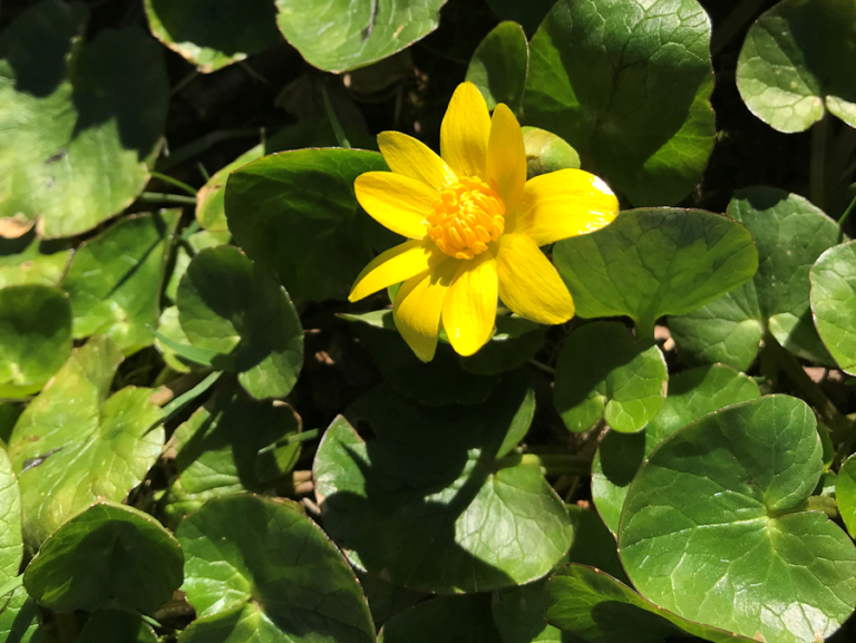 A yellow flower is growing in a field of green leaves.