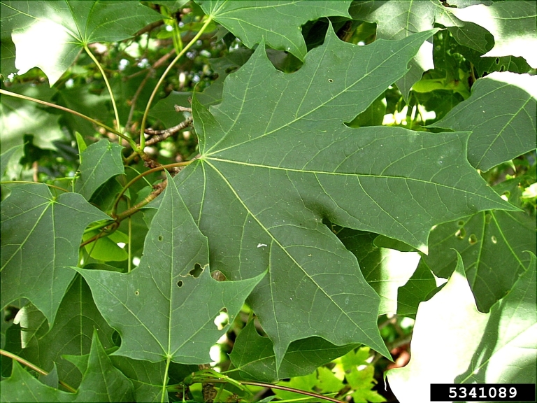A close up of a leaf on a tree.