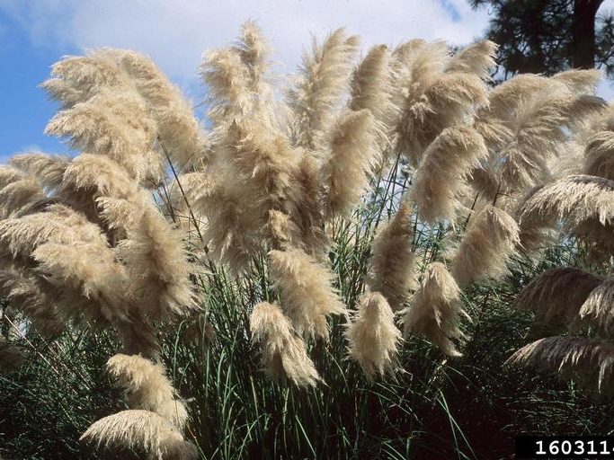 A plant with a lot of long brown hairs.