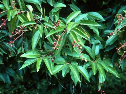 A tree with green leaves and red berries.