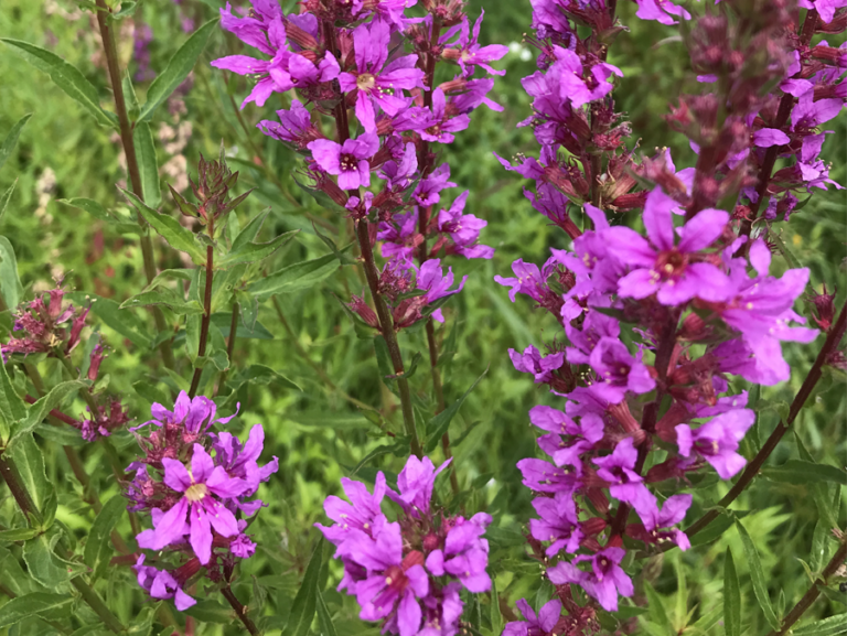 Purple flowers are growing in a field.
