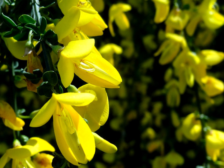 A close up of yellow flowers on a plant.