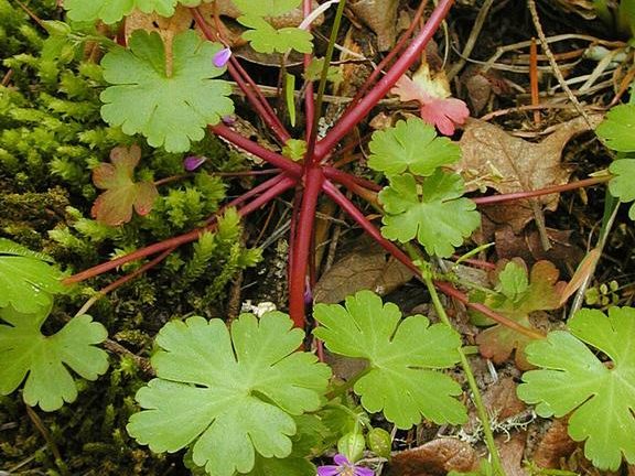 A plant with purple leaves and moss on the ground.