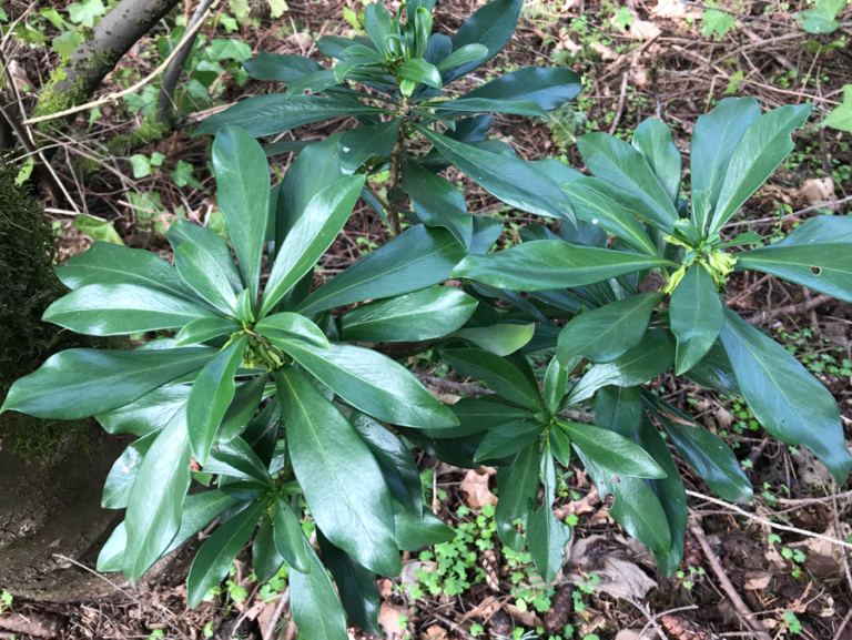 A plant with green leaves in the woods.