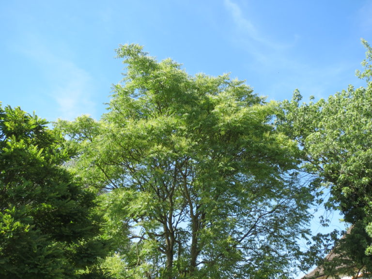 A green tree with a blue sky in the background.