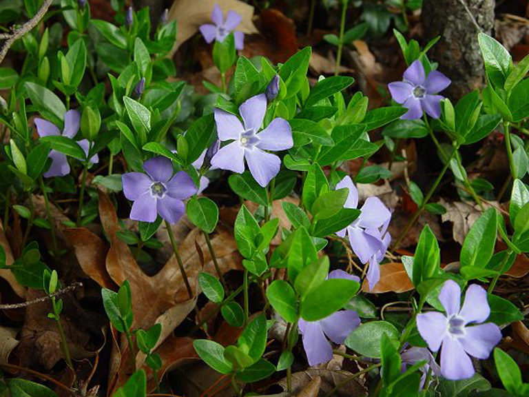 A group of purple flowers growing in the woods.